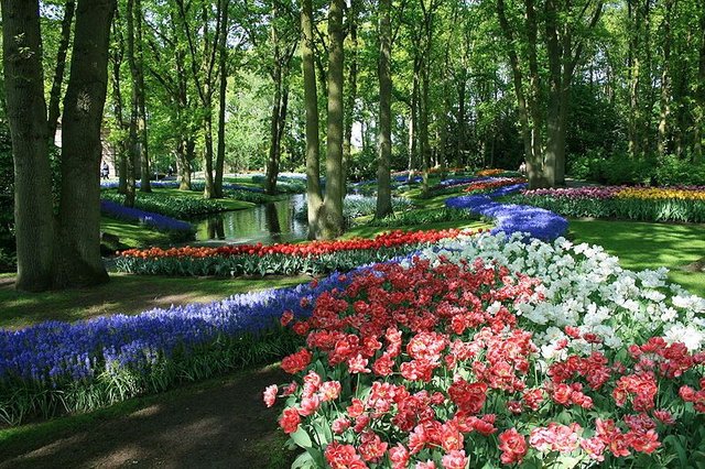 800px-Keukenhof_340.jpg