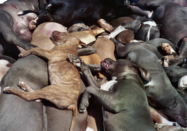 Pit_bulls_killed_by_the_city_of_Denver,_CO_due_to_BSL.jpg