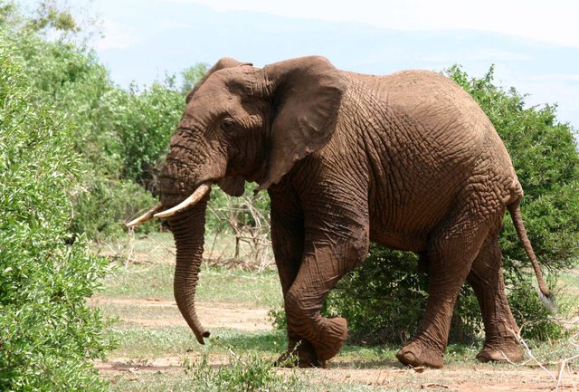 African_Elephant_walking.JPG