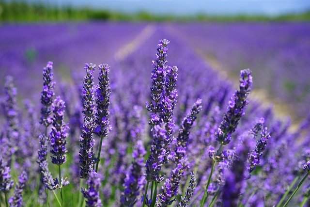 lavender-blossom-1595584_960_720.jpg
