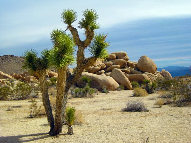 america-arid-bushes-221148.jpg