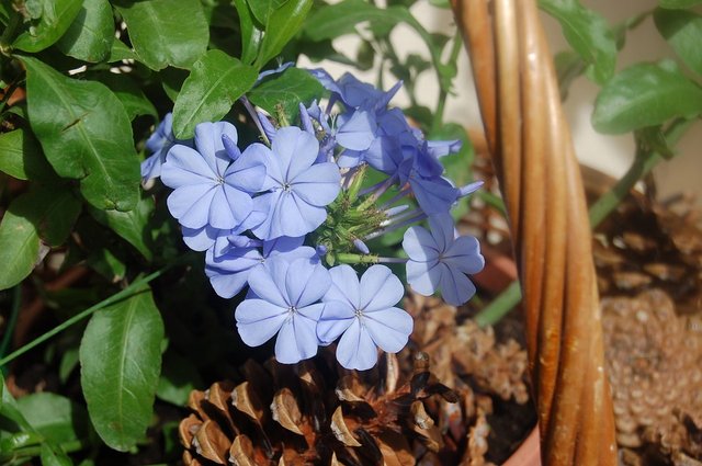 plumbago-3471477_960_720.jpg