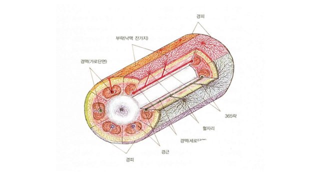 경근_경락개념도.gif