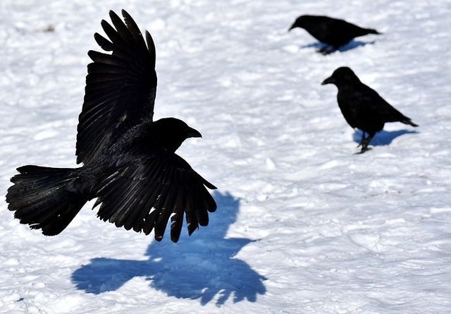 common-raven-3190542__480.jpg