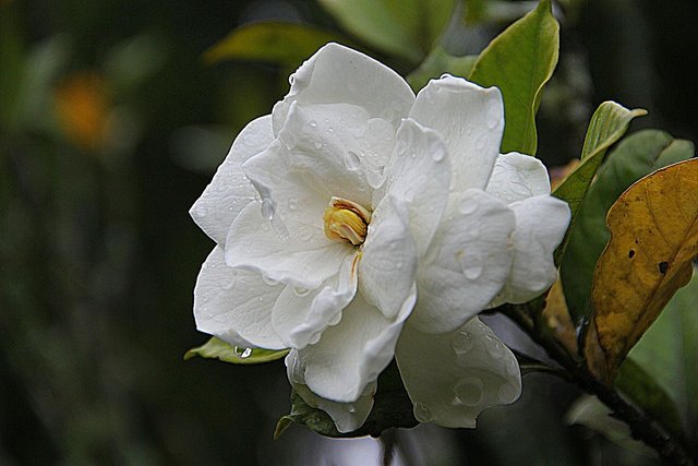gardenia-178719_1280.jpg