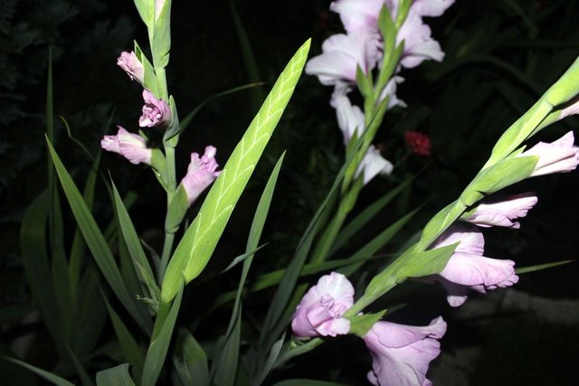 gladiola-2656794_1280.jpg