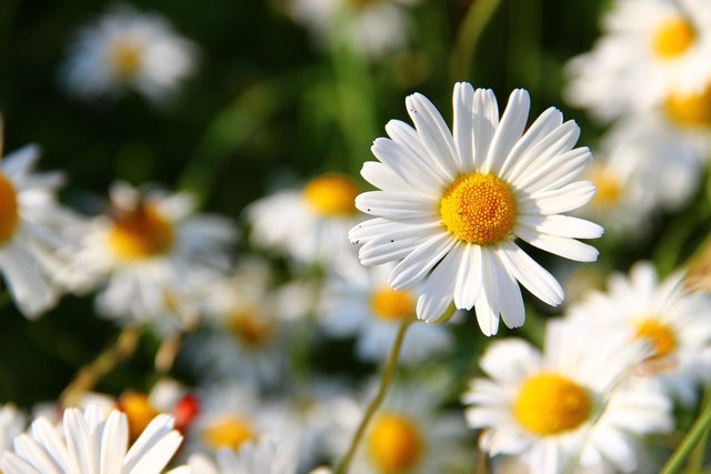 daisies-276112_1280.jpg