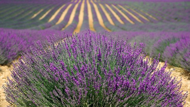 lavender-894919_1280.jpg