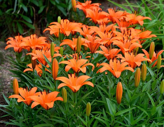 asian-lilies-3421785_1280.jpg