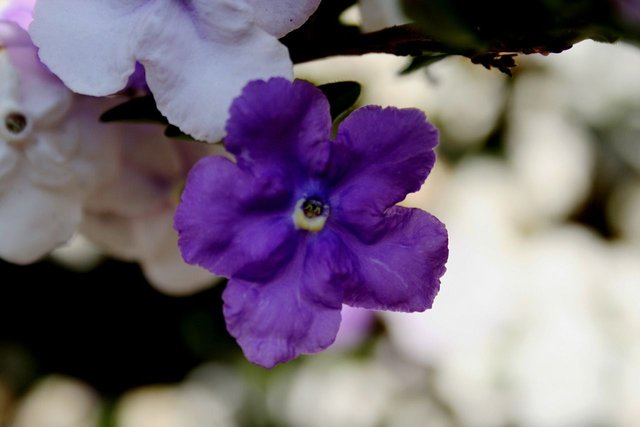 brunfelsia-192132_1280.jpg