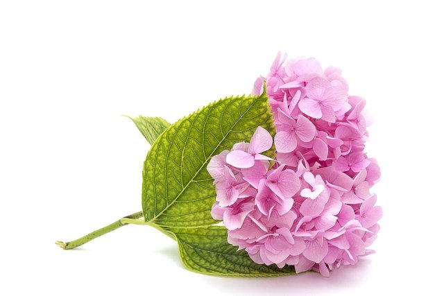 pink-hydrangea-3182775_1280.jpg