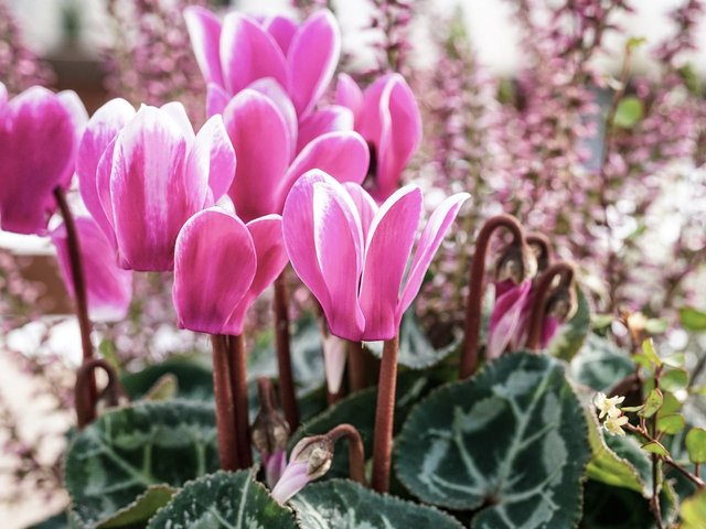 cyclamen-3808413_1280.jpg