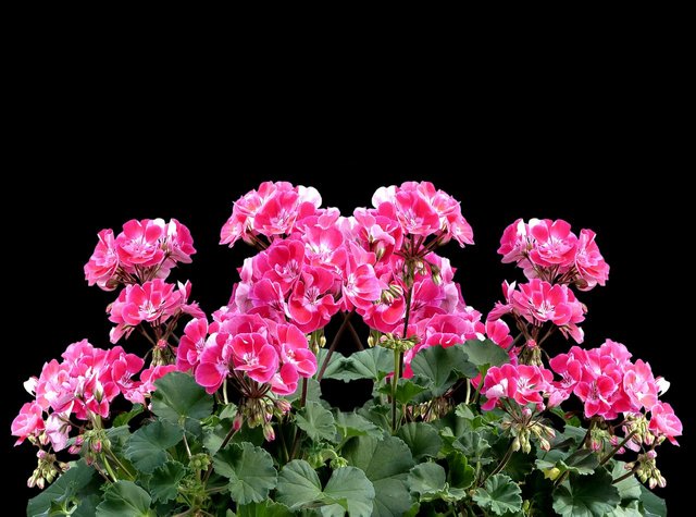 geranium-2777459_1280.png