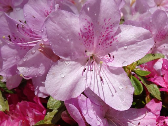 national-rhododendron-gardens-1976661_1280.jpg