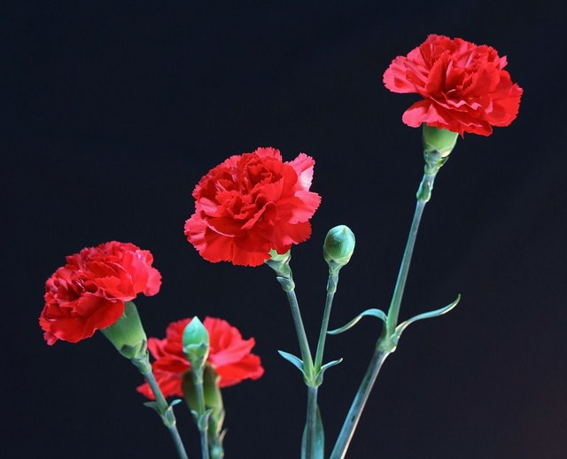 red-carnations-72691_1280.jpg