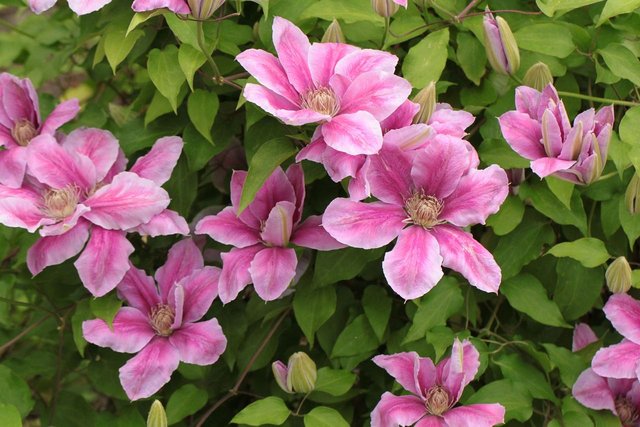 clematis-350358_1280.jpg