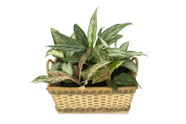 aglaonema-482914_1280.jpg