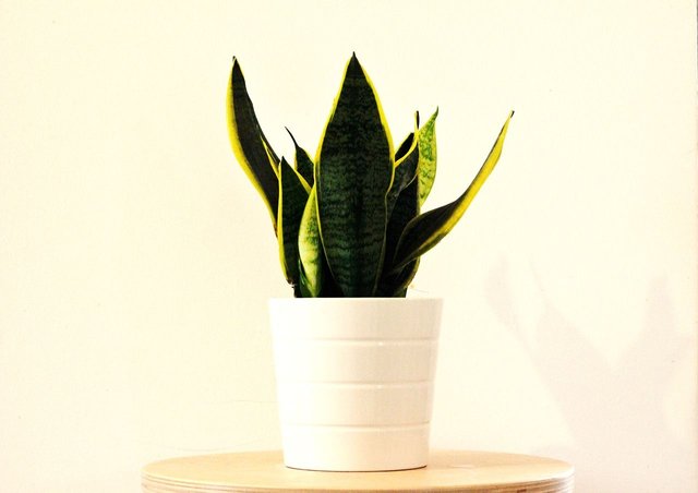 sansevieria-2582056_1280.jpg