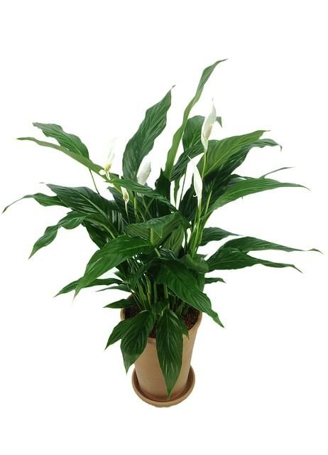 spathiphyllum-811383_640.jpg