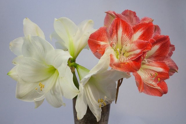 amaryllis-1080459_1280.jpg