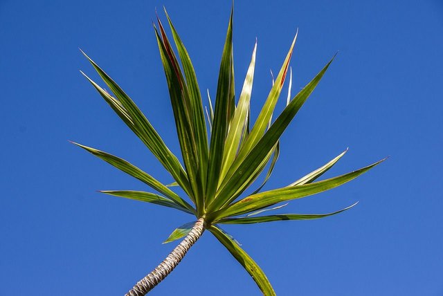 dracaena-881535_1280.jpg