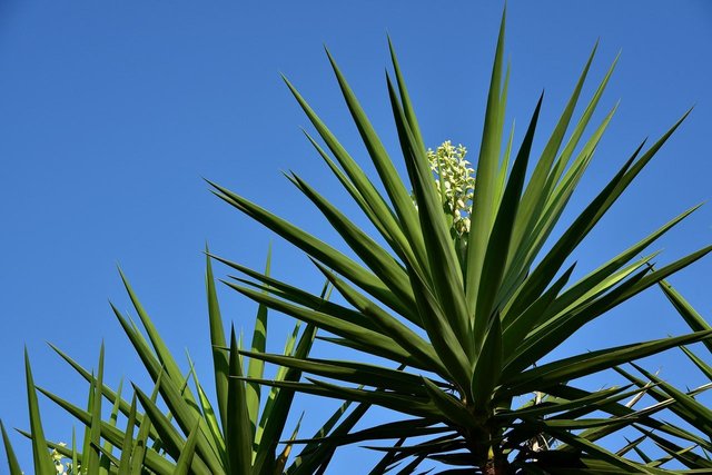 yucca-3636183_1280.jpg