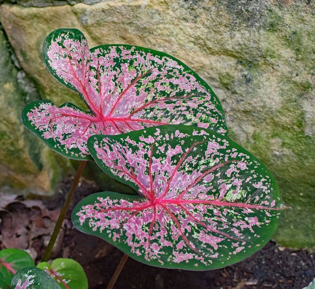 caladium-2402952_1280.jpg