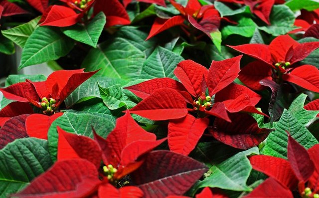 poinsettia-3872813_1280.jpg