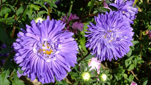 asters-3835919_1280.jpg