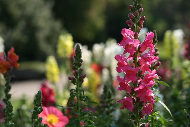 white-snapdragons-yellow-rose-1170704_1280.jpg