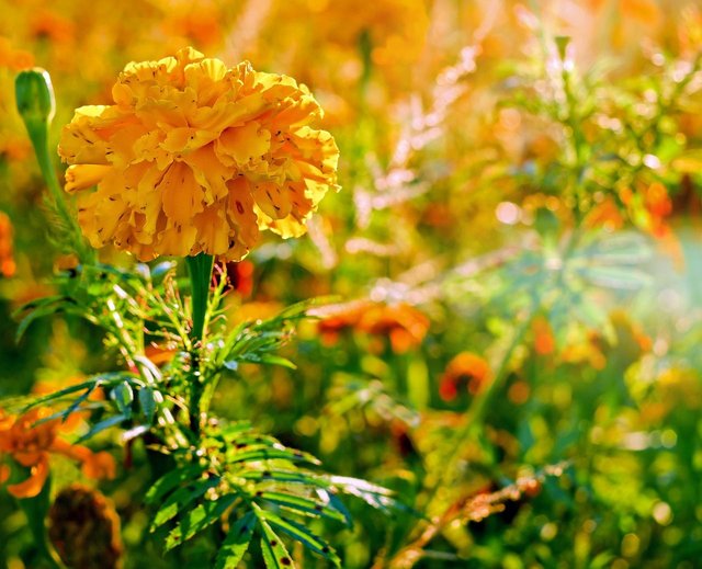 marigold-2862426_1280.jpg