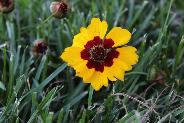 coreopsis-3553292_1280.jpg