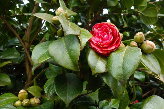 common-camellia-3257818_1280.jpg