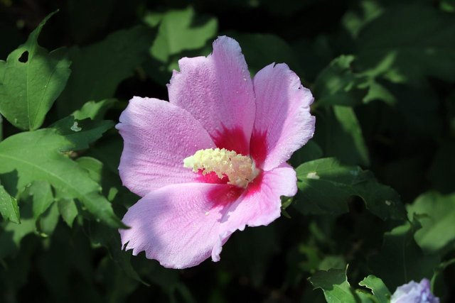 rose-of-sharon-3567356_1280.jpg