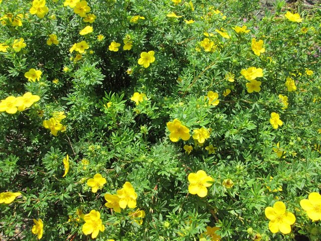 shrubby-cinquefoil-449853_1280.jpg