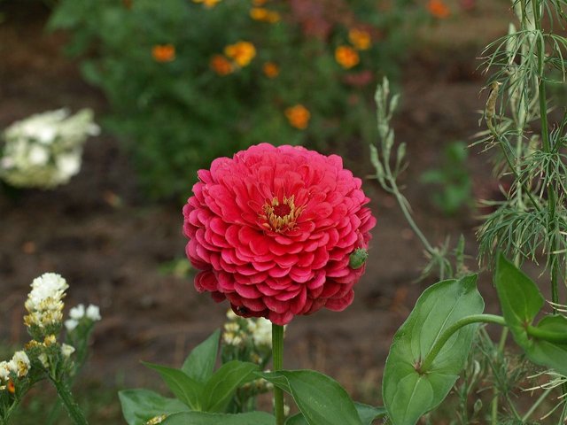 zinnia-daliowa-1273608_1280.jpg