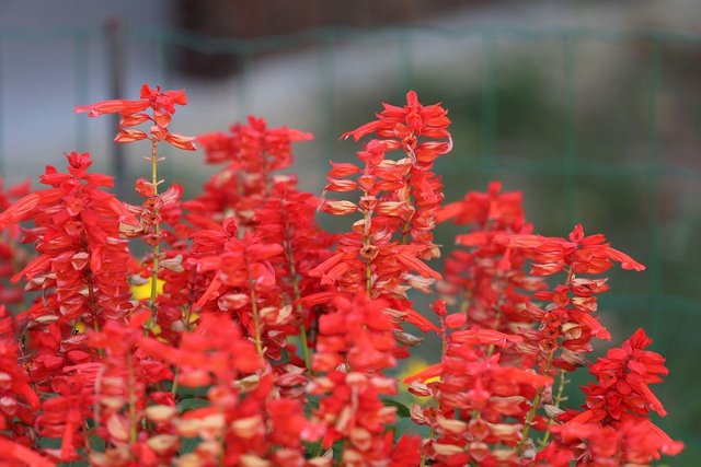 red-garden-sage-3712189_1280.jpg