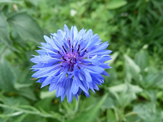 cornflower-3439345_1280.jpg