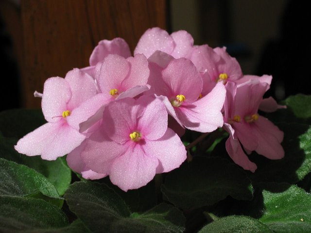 african-violets-2950058_1280.jpg