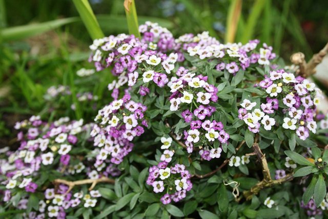 alyssum-1314310_1280.jpg