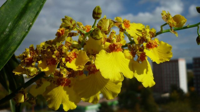 oncidium-2813526_1280.jpg