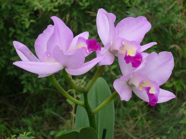 cattleya-2728019_1280.jpg