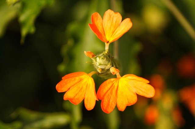 crossandra-infundibuliformis-2457380_1280.jpg