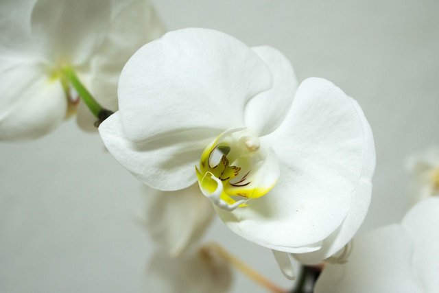 orchid-978610_1280.jpg