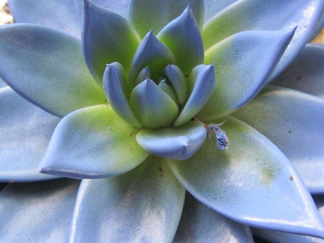 echeveria-266200_1280.jpg