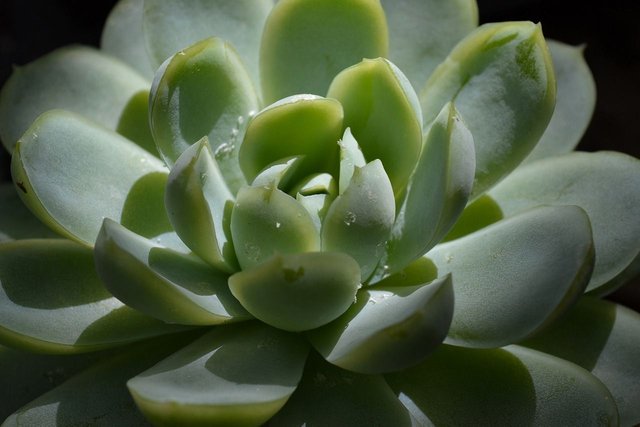 succulent-1679532_1280.jpg