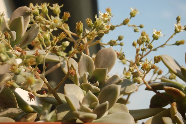 graptopetalum-3394040_1280.jpg