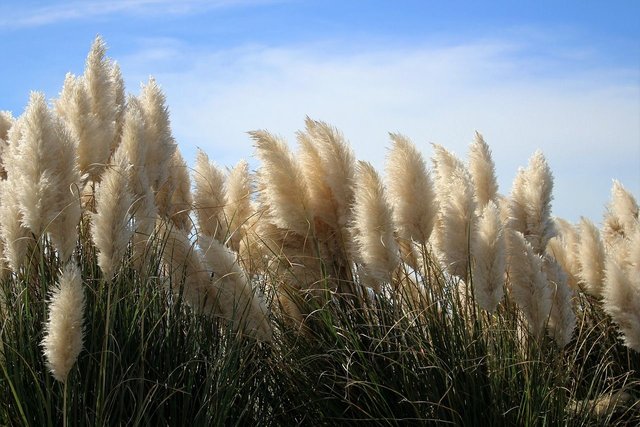 hatteras-2371605_1280.jpg