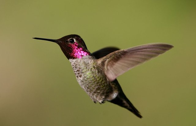 1024px-Anna's_hummingbird.jpg