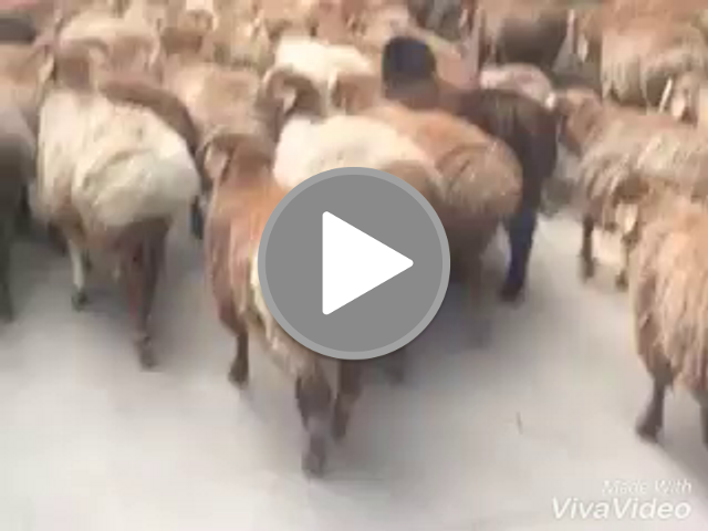 Funny sheep — SteemZzang